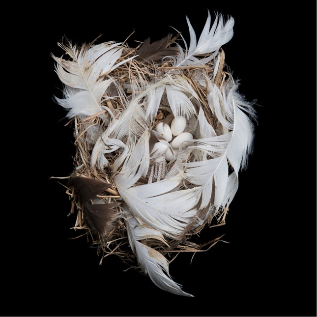 双色树燕(Tachycineta bicolor)的巢，康奈