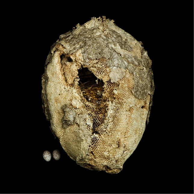 金头唐加拉雀(Tangara larvata)的巢，脊椎动物