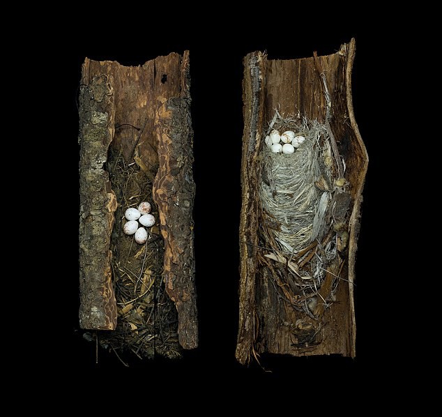 美洲旋木雀（Certhia americana zelote
