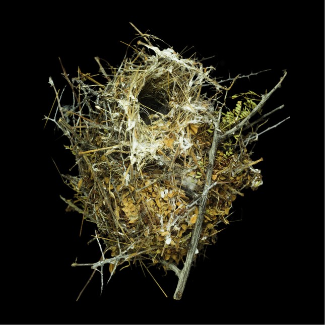黄头金雀(Auriparus flaviceps)的巢，加州