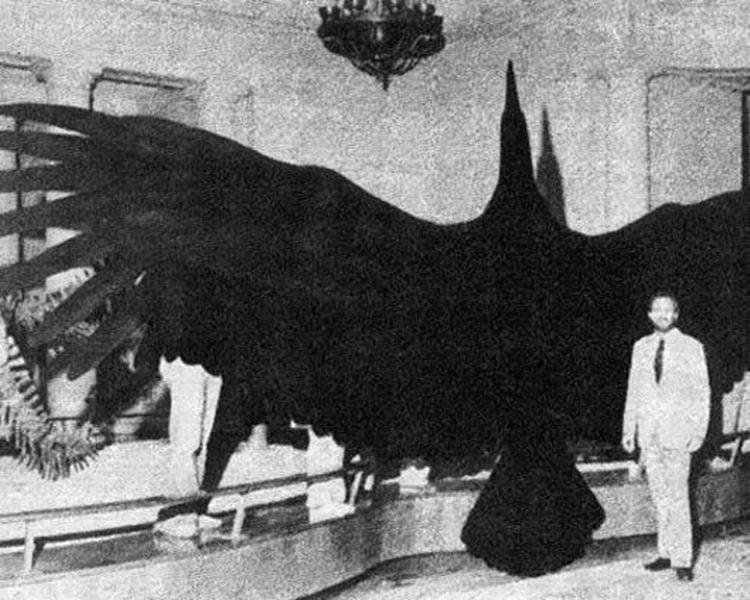2、阿根廷巨鸟
阿根廷巨鸟与迄今发现最大的飞行鸟类截然不同
