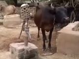 这牛肯定是牛魔王,会压井水喝!