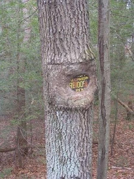 阻碍树木生长