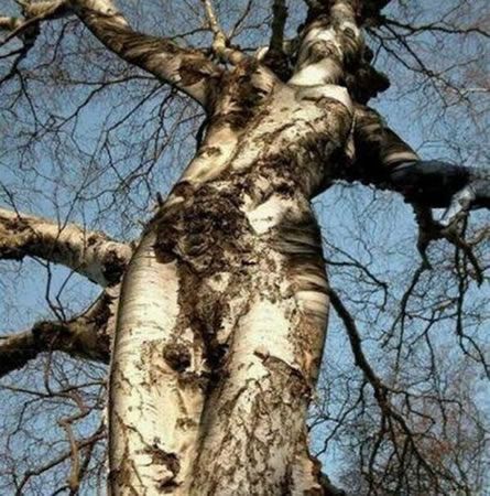 很有女性特征的树