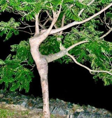 翩翩起舞的树