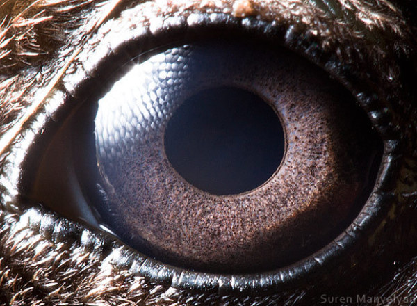 你认得出是哪个动物的眼睛吗