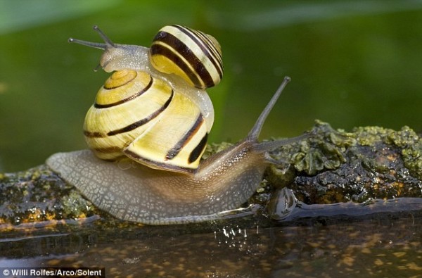 两只蜗牛3